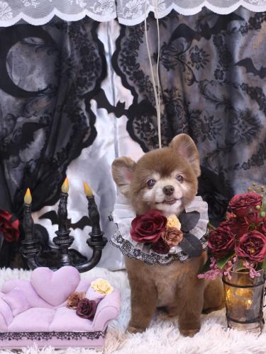 20231006クッキーくん